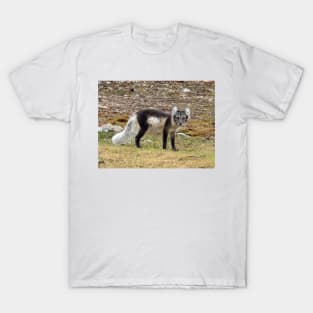 Arctic Fox T-Shirt